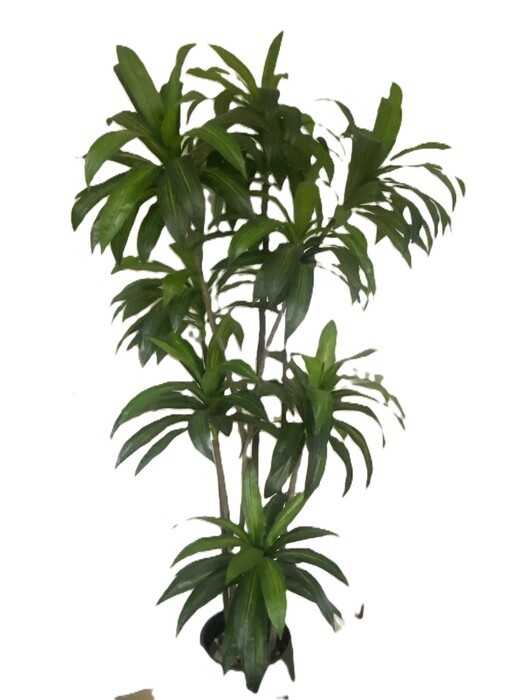Planta Dracena  2 m. 8 cabezas