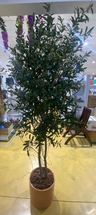 Planta Arbol de olivo 2 m.